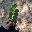 신방학초교 뒤 이미지