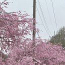 삼정(주)산청온천 | 거창 수양벚꽃 개화시기 총정리 병곡마을 실시간 개화 상태·절정 시기까지