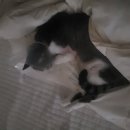 24시 딜라이트 동물의료센터 이미지