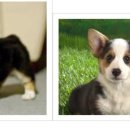 핫 독(HOT DOG) 이미지