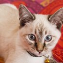 송파데일리동물병원 이미지