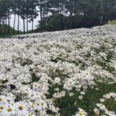 구절초가는길 이미지