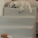 동물병원 유피 이미지