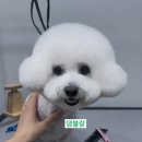댕블랑 이미지