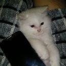 냥이와 양이 이미지
