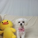 보라애견 이미지