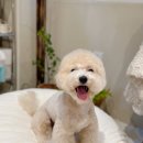 모모티디 독 쌀롱 반려견 미용 계림점 이미지