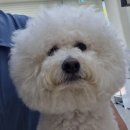 하리스펫 이미지