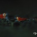 싼타슈퍼