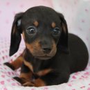 캐터리 플러스 이미지