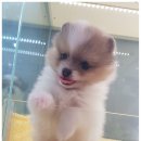 착한애견 이미지