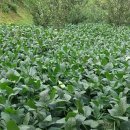 진들농장 이미지