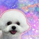 영블리 펫살롱 이미지