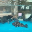 티라한식당 이미지