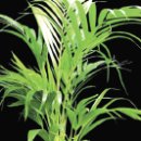 공기정화식물-아레카 야자(Areca palm) 이미지