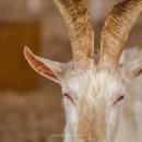 안성목장 2농장 이미지