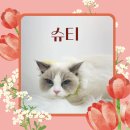 냥이 이발소 | [부산서면고양이미용] 고양이 부분미용이 필요한 순간! 슈티의 첫 미용 후기:: 애옹이발소