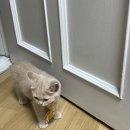 털복숭이친구들 이미지