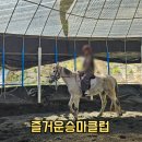 40 | 김천 승마체험 즐거운승마클럽 초보도 가능한 승마 강습 후기