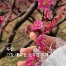 개화 | 2026 부산 기장 매화원 개방 날짜 | 주차·시간·매화 개화 상황 후기