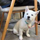 한빛동물병원 | [3개월의 대장정] 🐶 강아지피부병치료, 뽀삐가 다녀온 운정한빛동물병원 솔직 후기