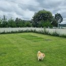 댕댕이의 하루 이미지