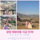 55 | 광양매화마을 실시간 만개 상태 축제 종료 후 개화율 주차 유모차 아이랑 후기
