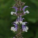 크라리세이지(Clary Sage) 이미지