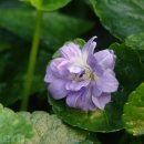 젠플레져 이미지