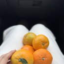 동광단지 | 제주도 사진찍기 좋은 힙한 카페 무로이 후기 (내돈내산)