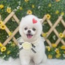 댕이발소 이미지