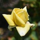 평림댐장미공원 이미지