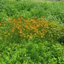 백일홍어린이공원 이미지