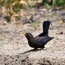 Blackbird 이미지