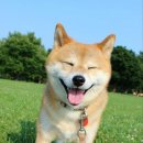 댕댕# 이미지