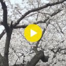 미평로 Daum카페