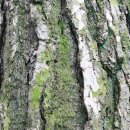 왠 통닭 이미지