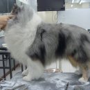 그루밍쇼 이미지