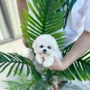 광주강아지분양 고양이분양 24시 데려가개본점 이미지