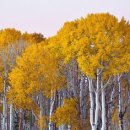 자작나무 이미지