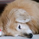 무지개컴퓨터세탁 | 죽어가는 반려견의 징후