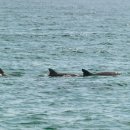 E.F.F(이후레쉬팜) | 시드니 포트스테판 투어, 동물원 사막 와이너리 돌고래 하루 만에 완벽 정복 후기!