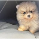 도그마루 천안지점 이미지