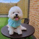 구독(GOODOG)