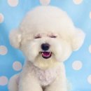 몽몽바블펫# 이미지