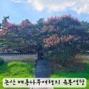 소로3-280 | 논산여행 유봉영당 배롱나무개화