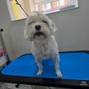 비비펫미용 이미지