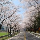 라제통문벚꽃길 이미지