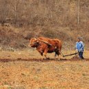 황소와농부 이미지