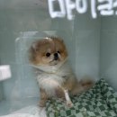 콩이 수술 후기